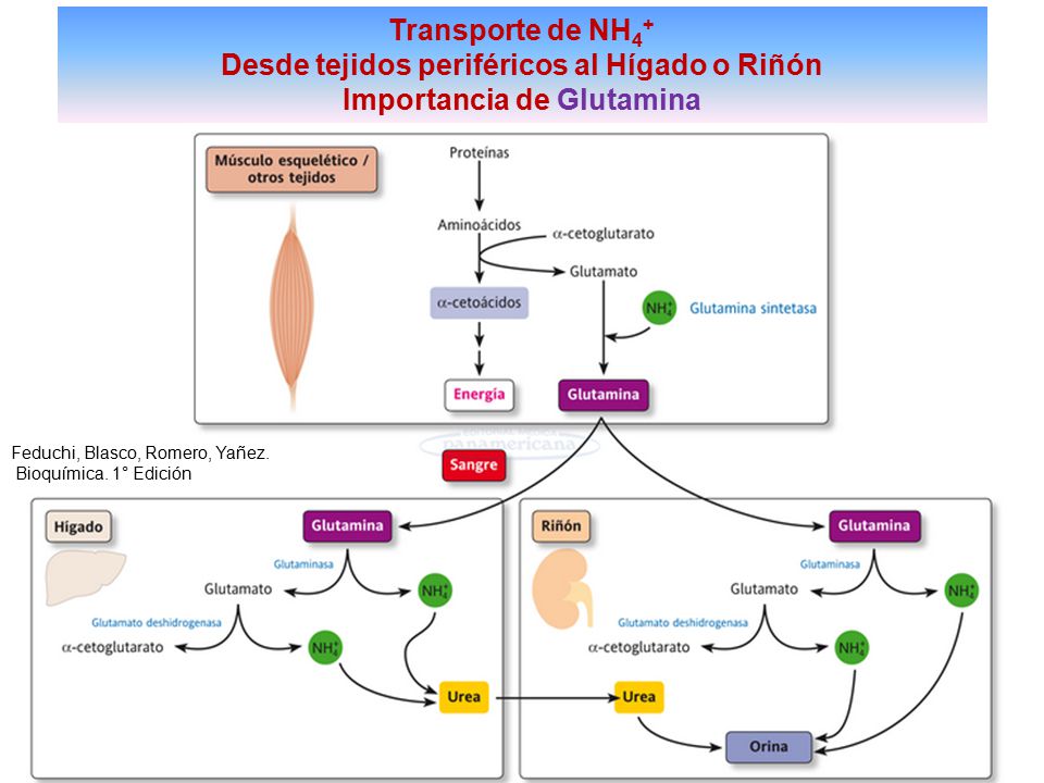 Metabolismo de glutamina sintetasa